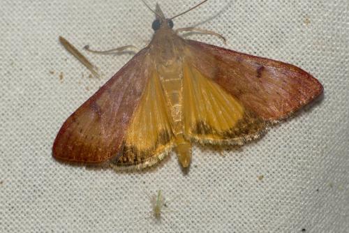 Uresiphita gilvata